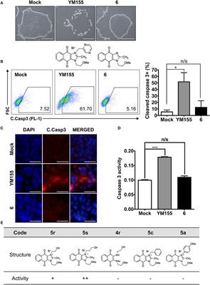 Structure-Activity Relationship Analysis of YM155 for Inducing Selective Cell Death of Human Pluripotent Stem Cells